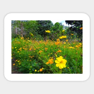 cosmos, yellow, floral, flower, cosmos flower, cosmos flowers, botanical, nature, flowers, garden, yellow cosmos, daisy, yellow flower, natural, wildflowers Sticker